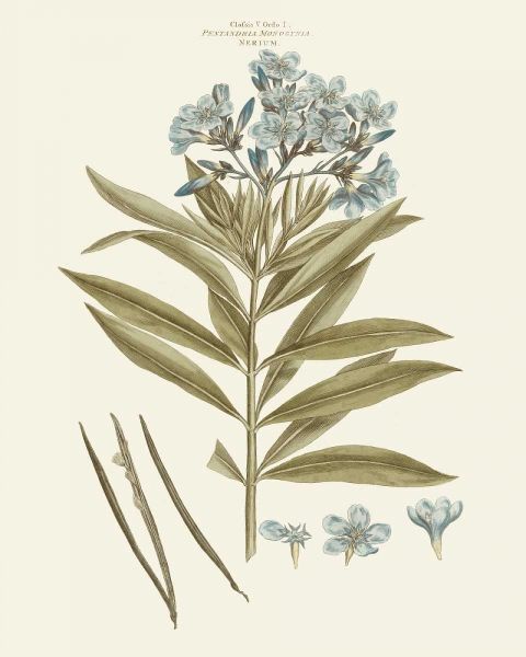 Bashful Blue Florals III
