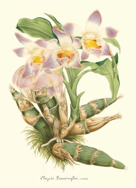 Lavender Orchids I