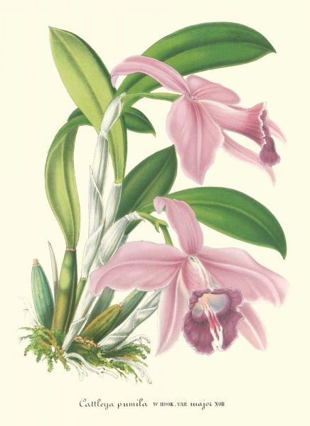 Lavender Orchids II