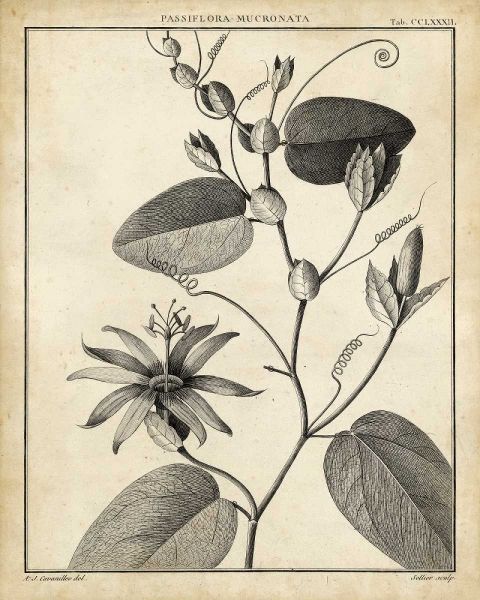 Passiflora VI