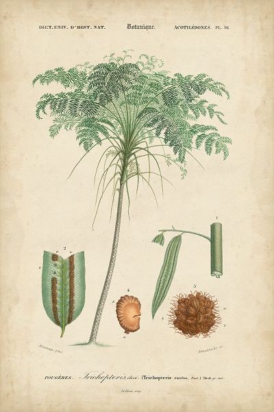 Tropical Botanique IV