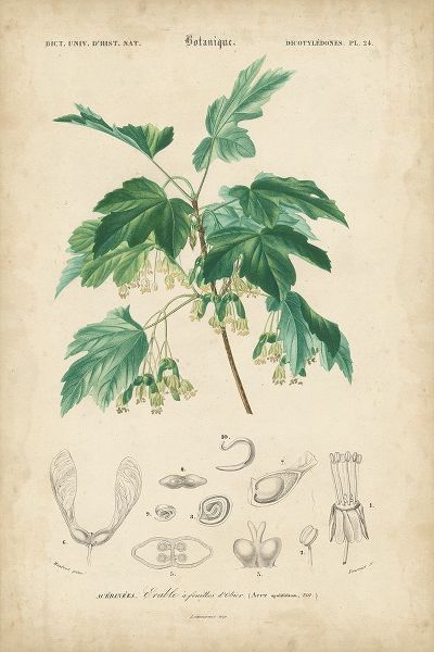 Tropical Botanique VIII