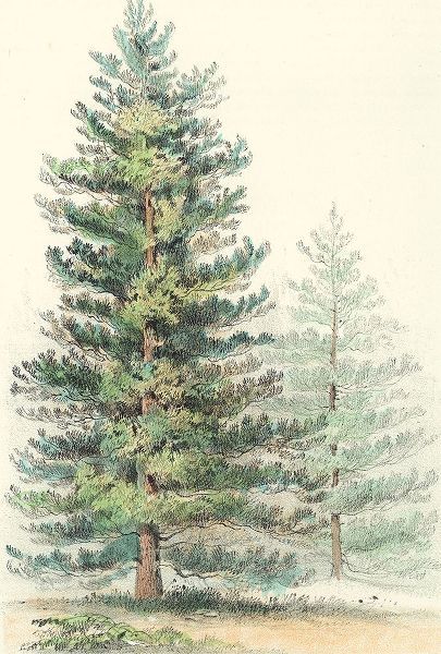 Majestic Pine I
