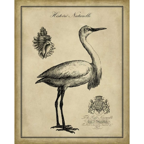 Antiquarian Egret