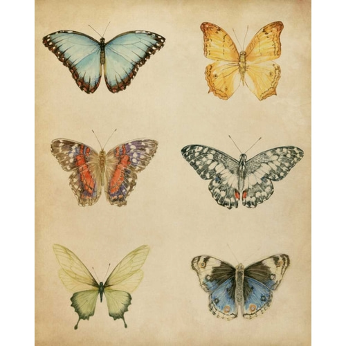 Butterfly Varietal I