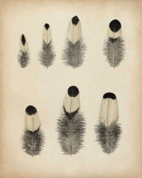 Vintage Feathers II