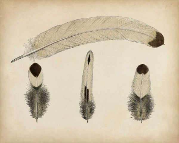 Vintage Feathers V