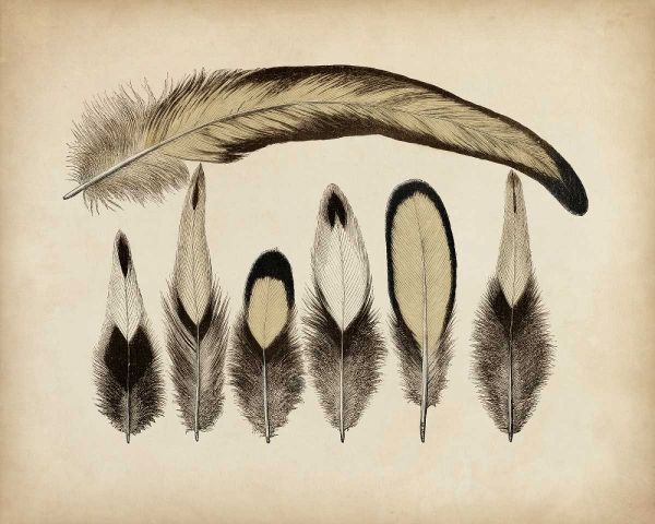 Vintage Feathers VII