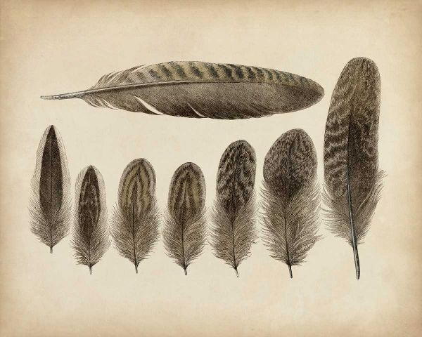 Vintage Feathers VIII