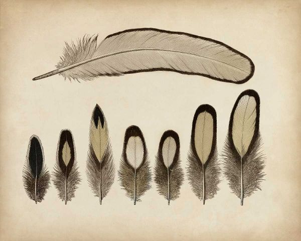 Vintage Feathers IX