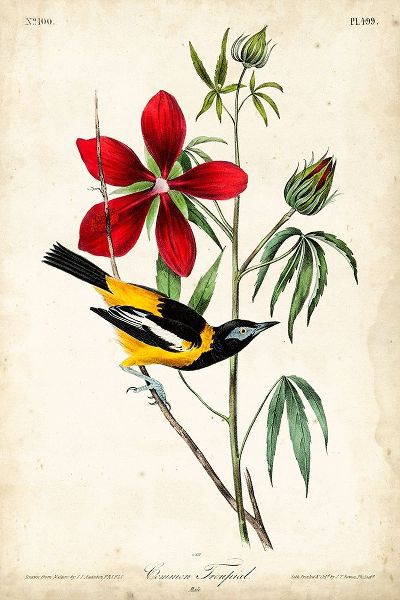 Audubon Bird and Botanical I