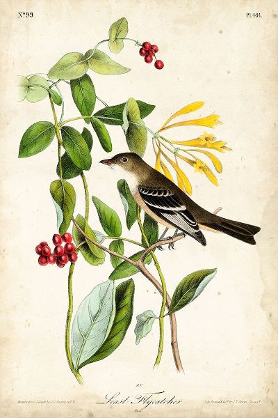 Audubon Bird and Botanical II