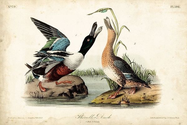 Audubon Ducks I