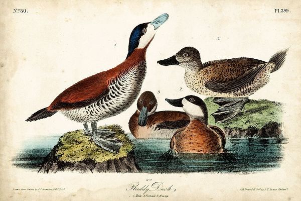Audubon Ducks II