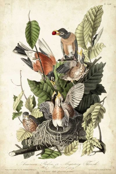 Audubons American Robin