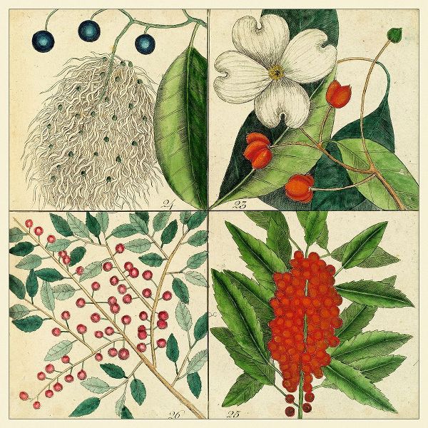Catesby Botanical Quadrant II