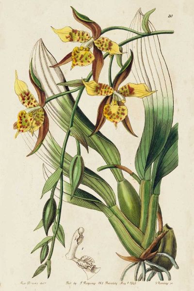 Spring Orchid I