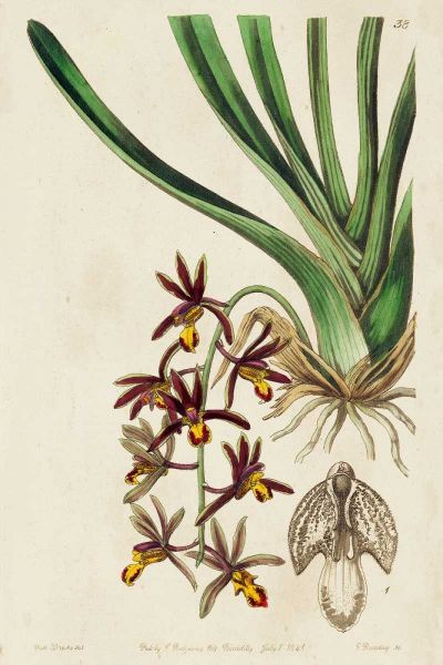 Spring Orchid V