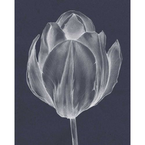 Monochrome Tulip I