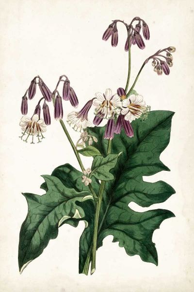 Lavender Florals VII