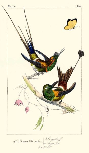 Lemaire Hummingbirds IV