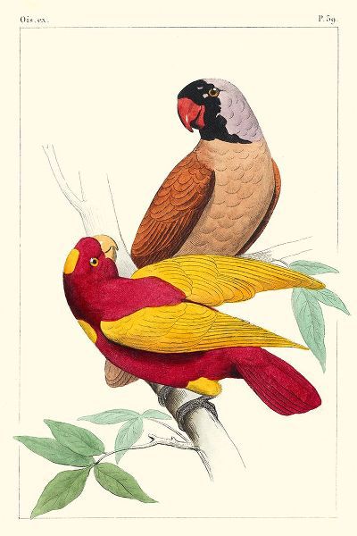 Lemaire, C.L. 아티스트의 Lemaire Parrots II작품입니다.