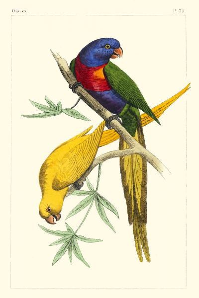 Lemaire Parrots IV