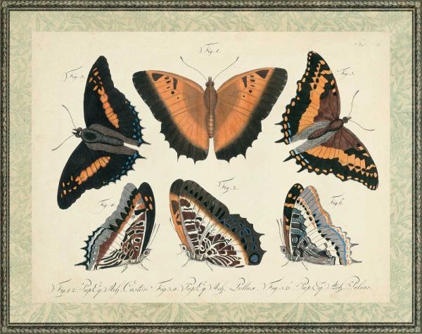 Bookplate Butterflies Trio I