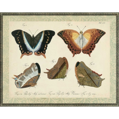 Bookplate Butterflies Trio III