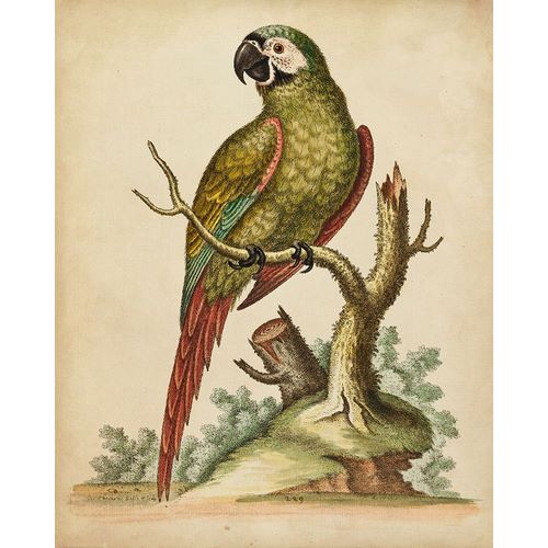 Paradise Parrots II
