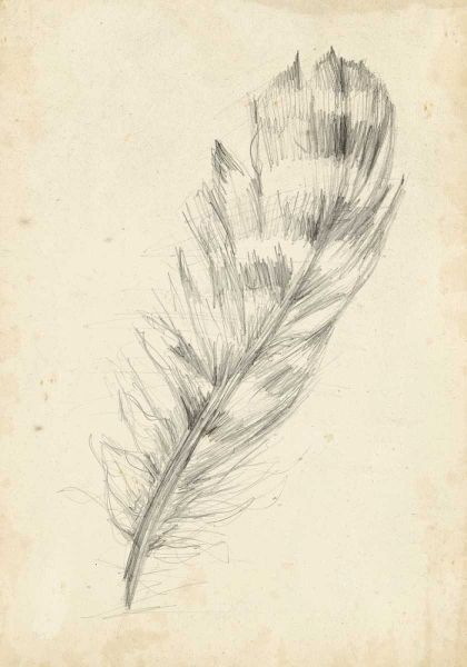 Feather Sketch II