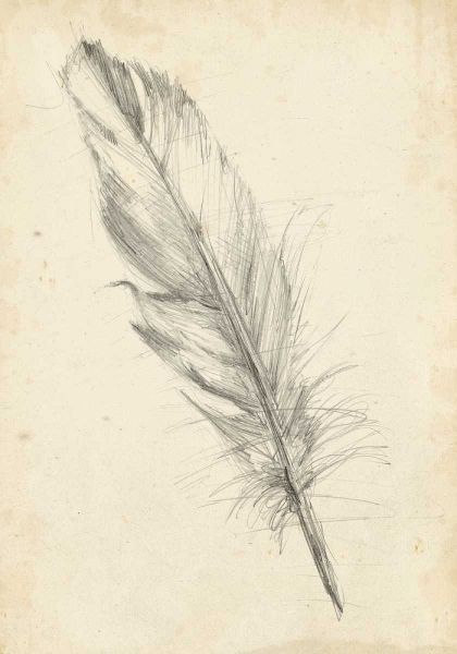 Feather Sketch III