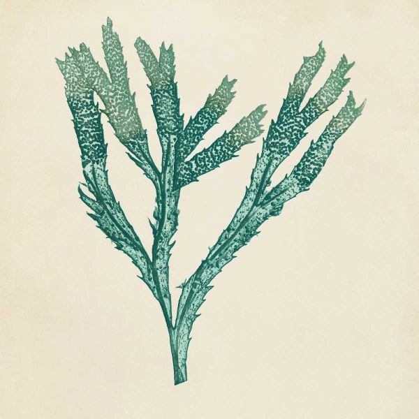 Chromatic Seaweed III