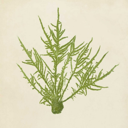 Chromatic Seaweed VII