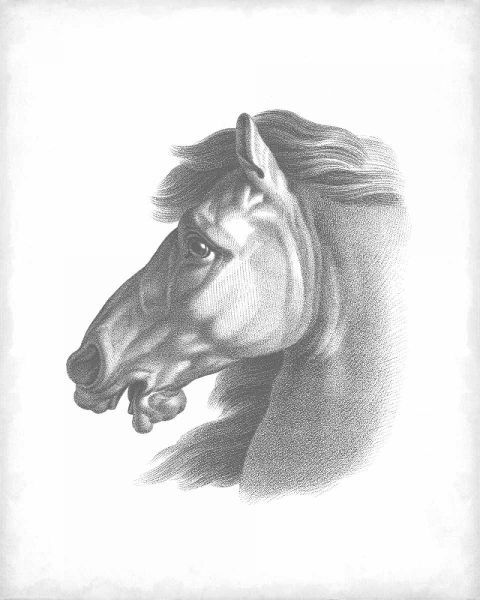 Equestrian Blueprint III