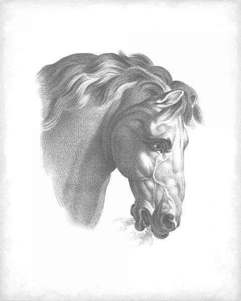 Equestrian Blueprint IV