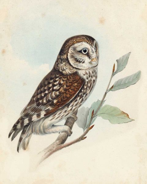 Meyer Little Owl