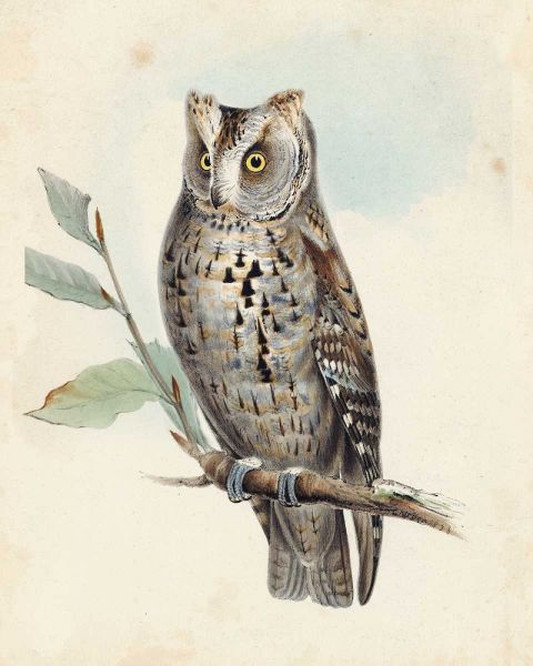 Meyer Scops-Eared Owl