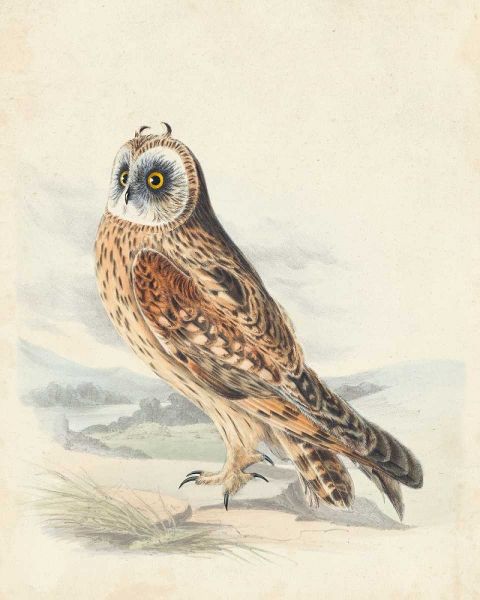 Meyer Hawk Owl