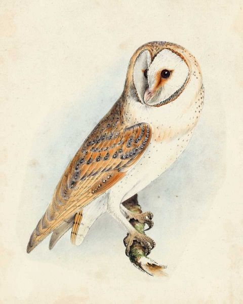 Meyer Barn Owl