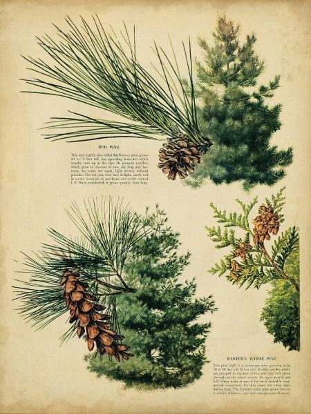 Red Pine and Eastern White Pine