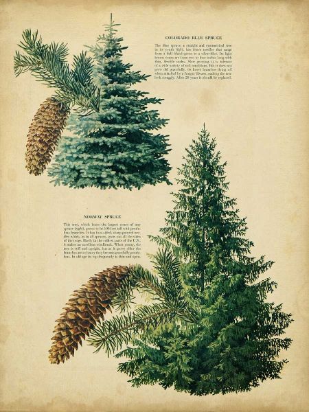 Colorado Blue Spruce and Norway Spruce