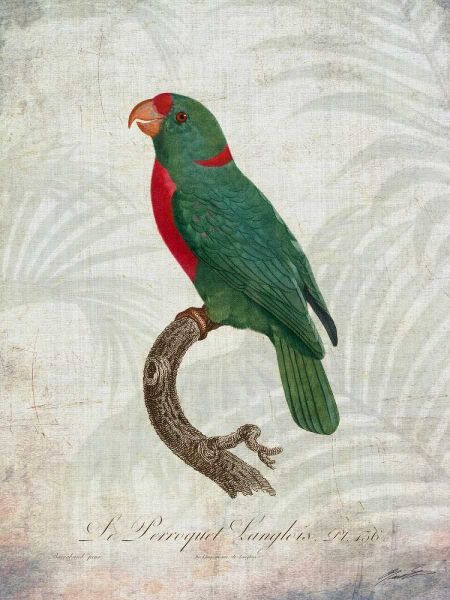 Parrot Jungle VI