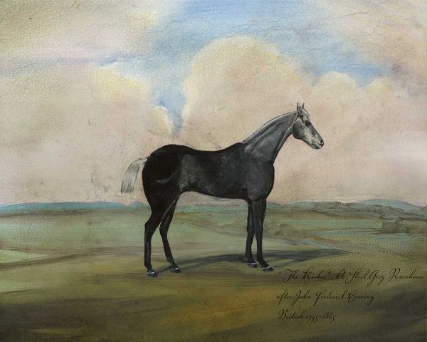 The Kicker- A Steel Grey Racehorse
