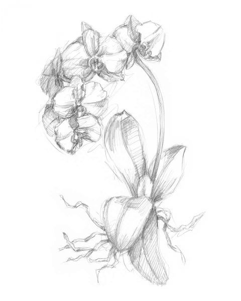 Botanical Sketch V