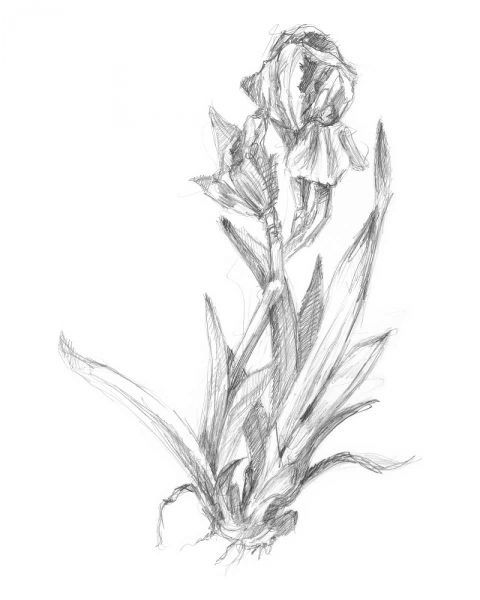 Botanical Sketch VI