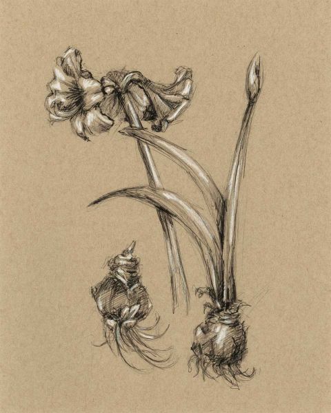 Botanical Sketch Black and White IV
