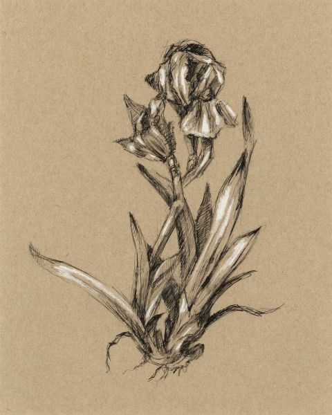 Botanical Sketch Black and White VI