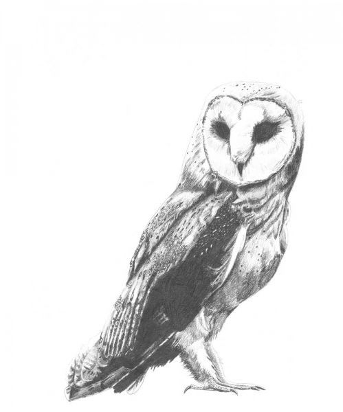 Wildlife Snapshot- Owl