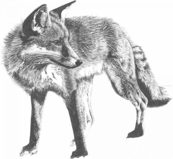 Wildlife Snapshot- Fox